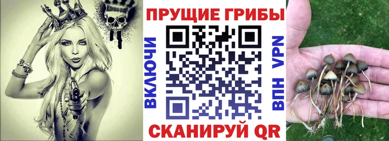 Псилоцибиновые грибы MAGIC MUSHROOMS  Купить закладки  Новоалександровск 
